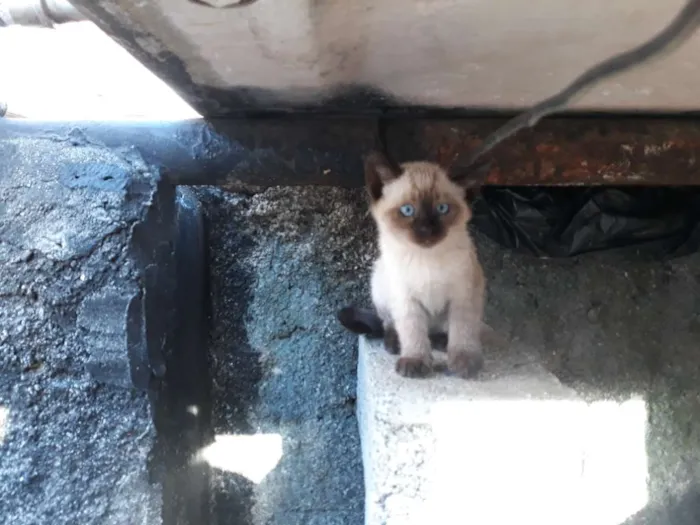 Gato ra a S/D idade 2 a 6 meses nome Bela