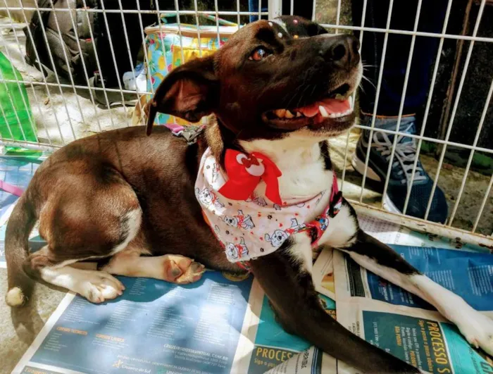 Cachorro raça SRD idade 1 ano nome Pretinha 