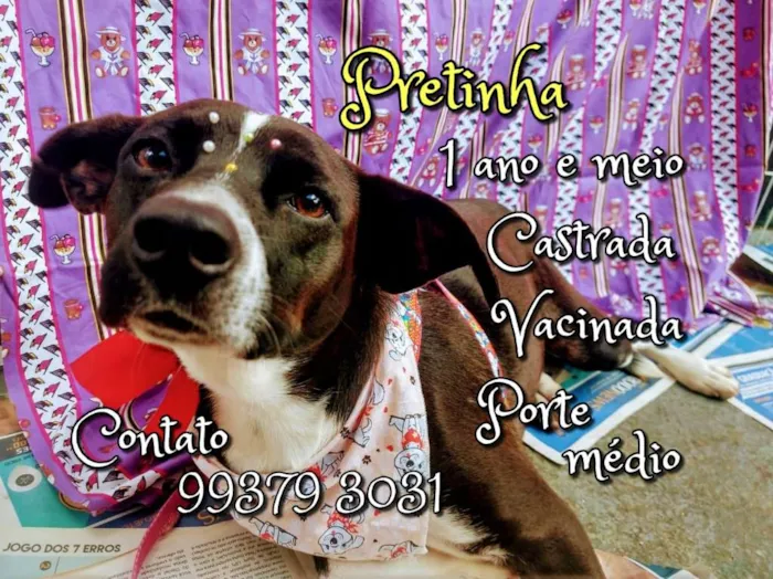 Cachorro raça SRD idade 1 ano nome Pretinha 