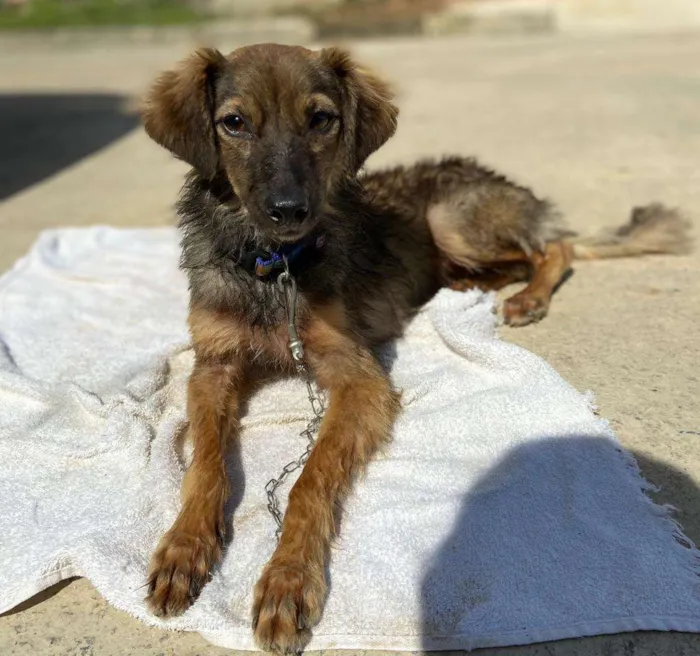 Cachorro ra a SRD idade 1 ano nome Frajola