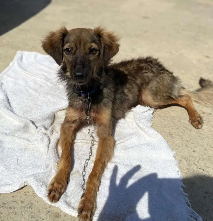 Cachorro ra a SRD idade 1 ano nome Frajola