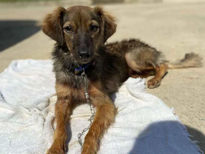 Cachorro ra a SRD idade 1 ano nome Frajola