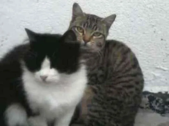 Gato raça Nao sei o nome da raça  idade  nome Nao tem  nome