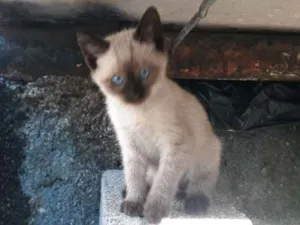 Gato raça S/D idade 2 a 6 meses nome Bela