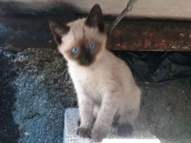 Gato ra a S/D idade 2 a 6 meses nome Bela
