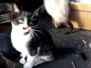 Gato raça S/D idade 2 a 6 meses nome Boris