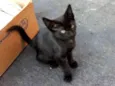 Belinho