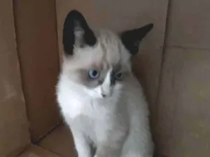 Gato raça S/D idade 2 a 6 meses nome Lulu