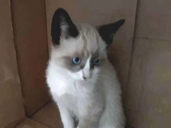 Gato ra a S/D idade 2 a 6 meses nome Lulu