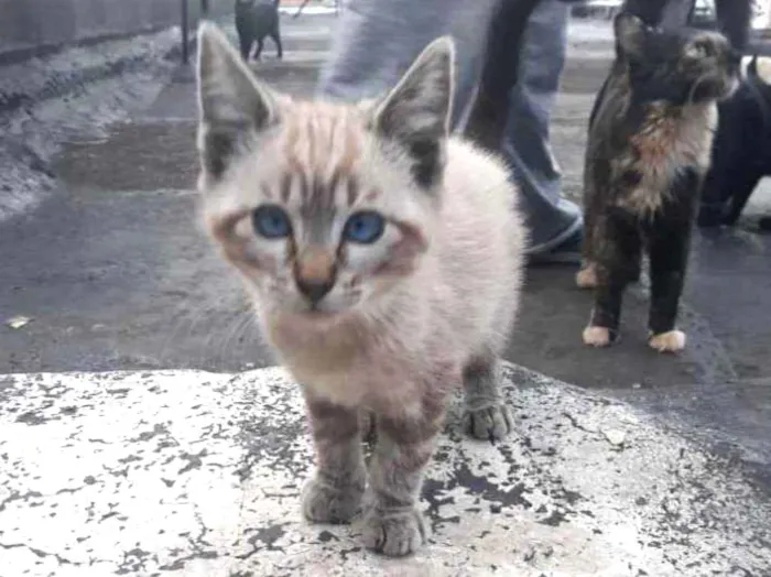 Gato ra a S/D idade 2 a 6 meses nome Preciosa