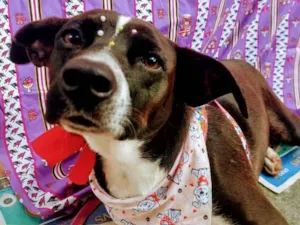 Cachorro raça SRD idade 2 anos nome Pretinha 