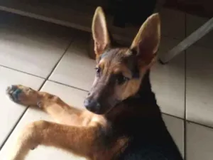 Cachorro raça Pastor Alemão idade 2 a 6 meses nome Duck