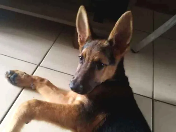 Cachorro ra a Pastor Alemão idade 2 a 6 meses nome Duck