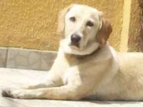 Cachorro ra a Labradora idade 6 ou mais anos nome Belinha 