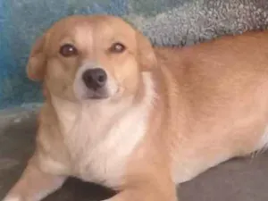 Cachorro raça Indefinida idade 3 anos nome Margo 