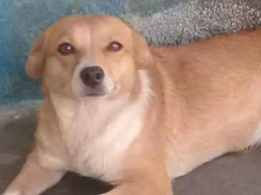 Cachorro ra a Indefinida idade 3 anos nome Margo 