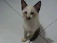 Mili