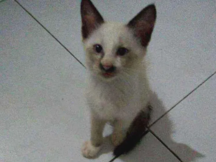 Gato ra a Siamês idade 2 a 6 meses nome Mili