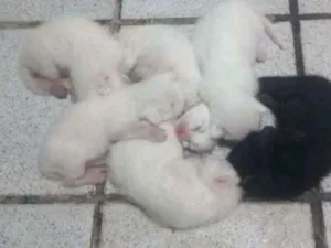 Gato raça vira lata idade Abaixo de 2 meses nome sem nome