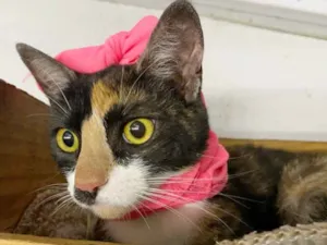 Gato raça  idade 2 a 6 meses nome Milli 