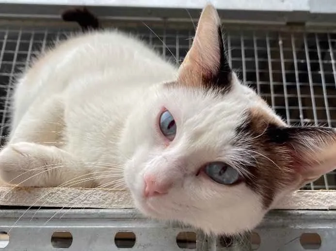 Gato ra a  idade 7 a 11 meses nome Cristal 