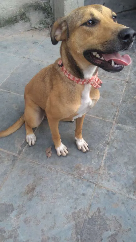 Cachorro raça Fila/rottweiler idade 1 ano nome Pandora