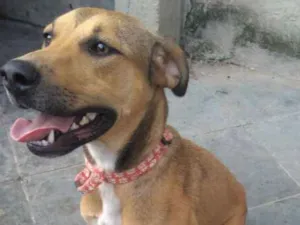 Cachorro raça Fila/rottweiler idade 1 ano nome Pandora