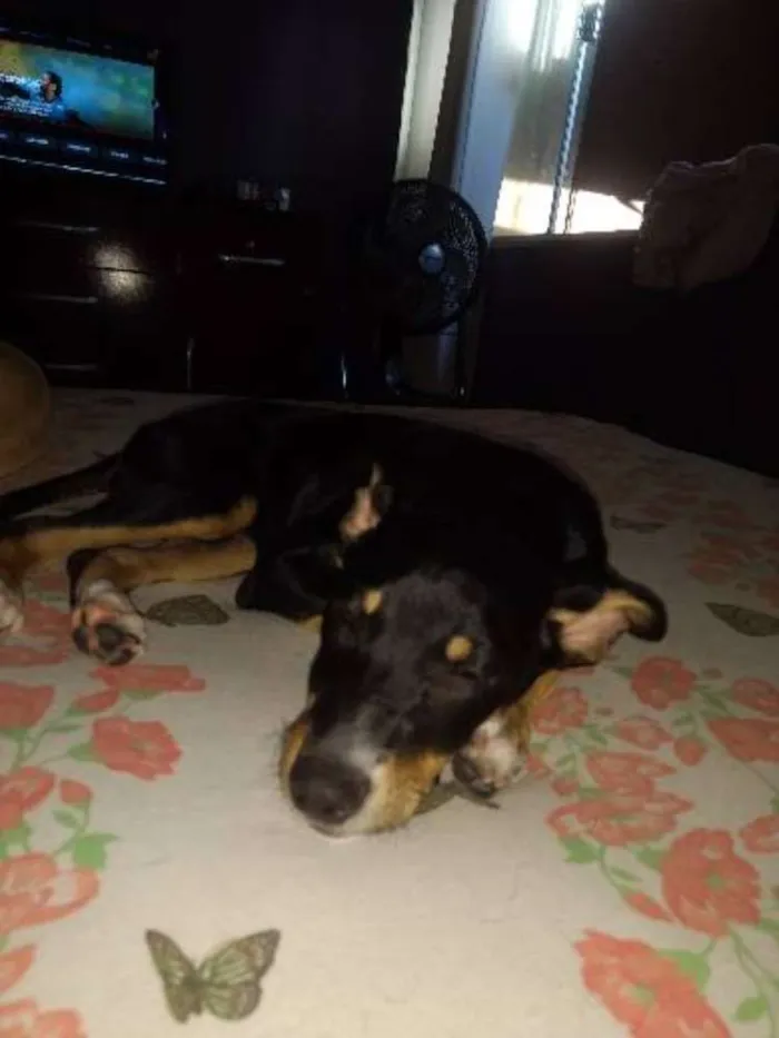 Cachorro ra a SRD idade 2 a 6 meses nome Chiquinha