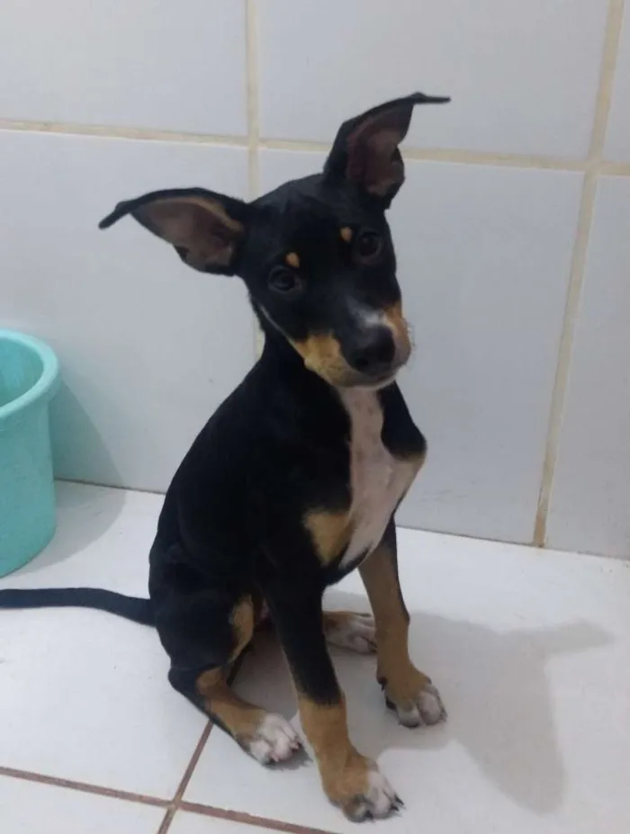 Cachorro ra a SRD idade 2 a 6 meses nome Chiquinha