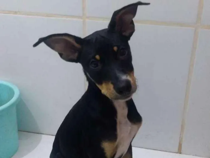 Cachorro ra a SRD idade 2 a 6 meses nome Chiquinha