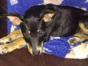 Cachorro raça SRD idade 2 a 6 meses nome Chiquinha