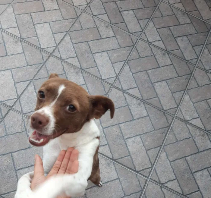 Cachorro ra a Vira-lata idade 1 ano nome Pérola 