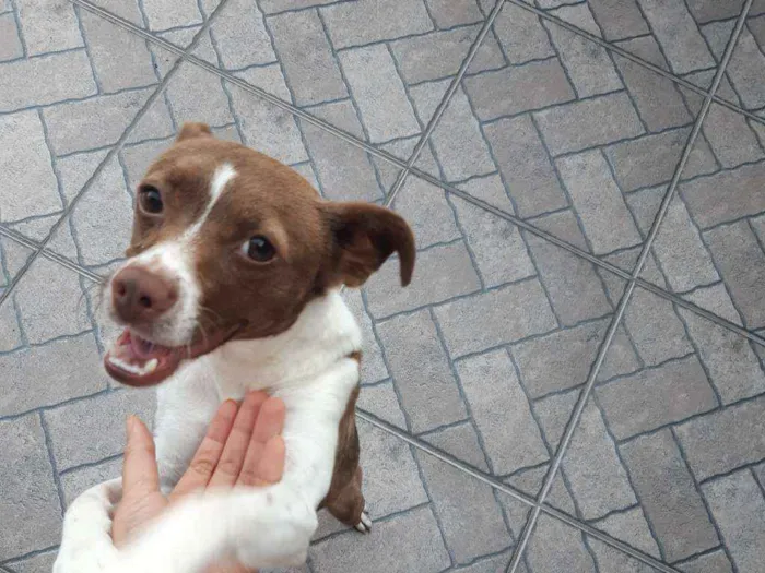 Cachorro ra a Vira-lata idade 1 ano nome Pérola 