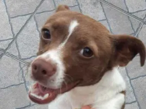 Cachorro raça Vira-lata idade 1 ano nome Pérola 