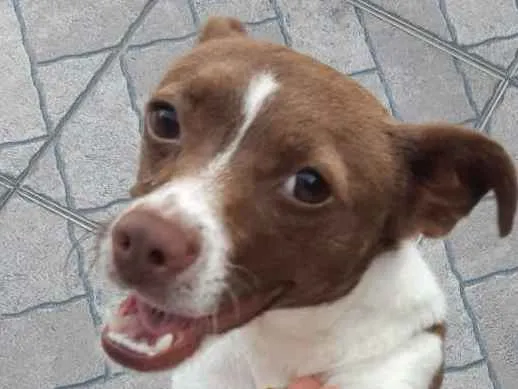 Cachorro ra a Vira-lata idade 1 ano nome Pérola 