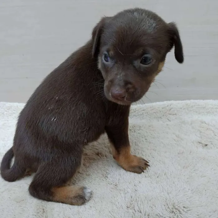 Cachorro ra a Vira lata idade 2 a 6 meses nome Filhotes