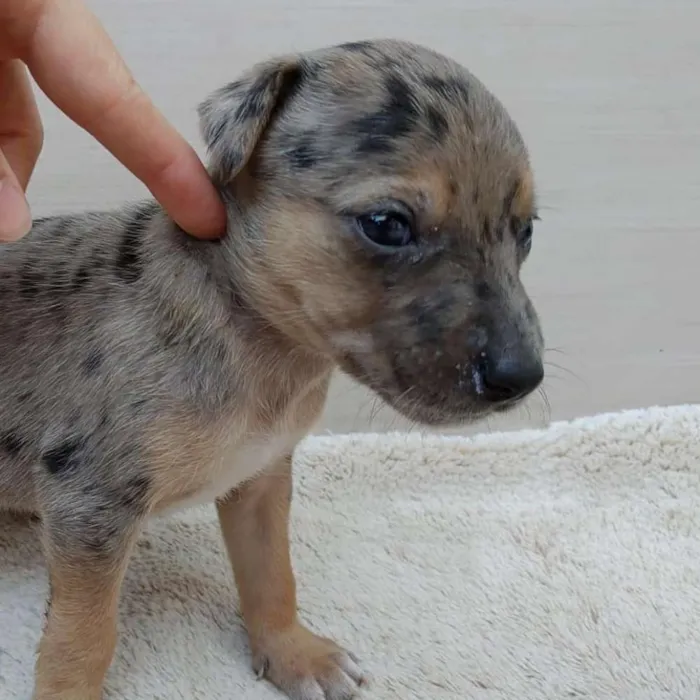 Cachorro ra a Vira lata idade 2 a 6 meses nome Filhotes