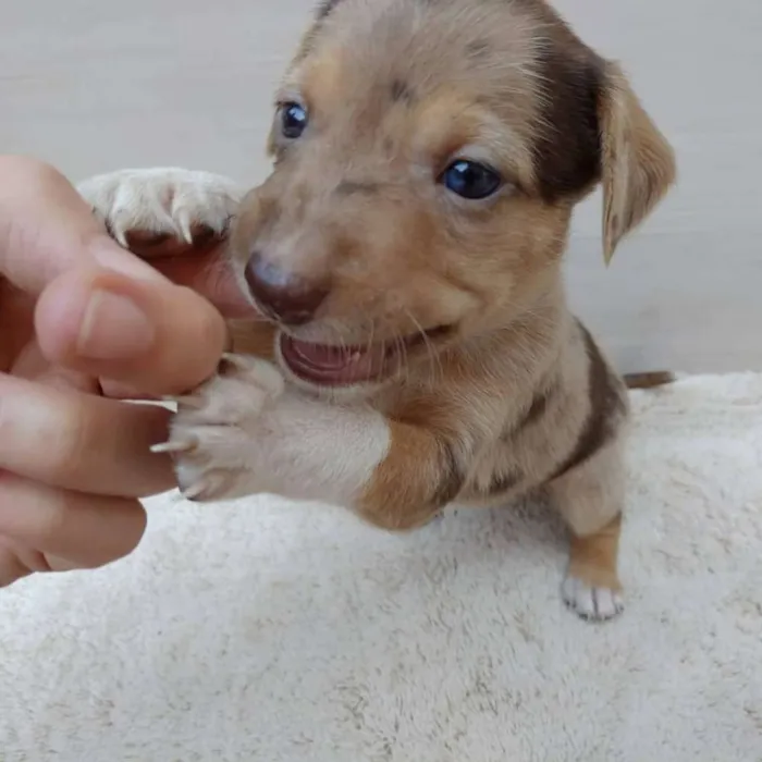 Cachorro ra a Vira lata idade 2 a 6 meses nome Filhotes