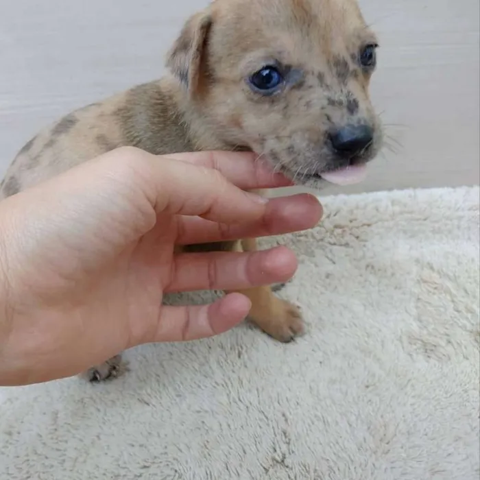 Cachorro ra a Vira lata idade 2 a 6 meses nome Filhotes