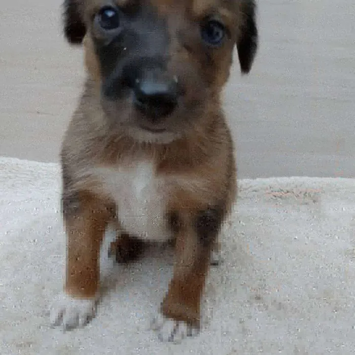 Cachorro ra a Vira lata idade 2 a 6 meses nome Filhotes