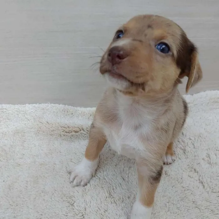 Cachorro ra a Vira lata idade 2 a 6 meses nome Filhotes