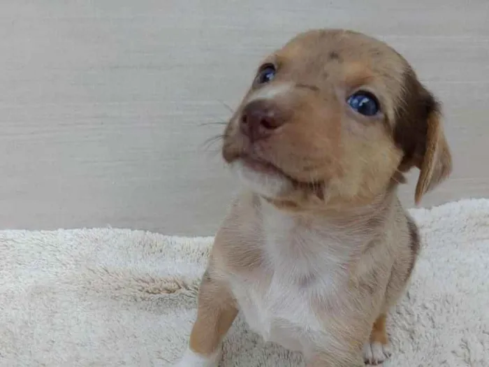 Cachorro ra a Vira lata idade 2 a 6 meses nome Filhotes