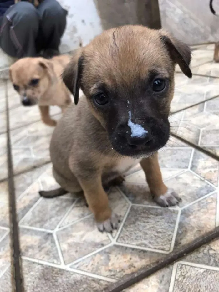 Cachorro ra a Vira lata idade 2 a 6 meses nome Filhotes