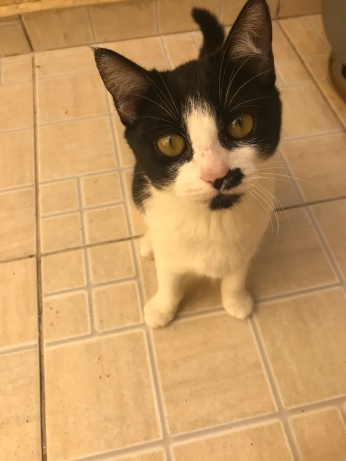 Gato ra a SRD idade 2 a 6 meses nome Minie
