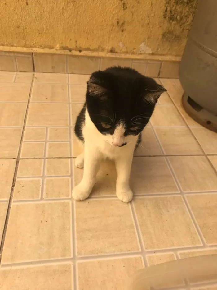 Gato ra a SRD idade 2 a 6 meses nome Minie