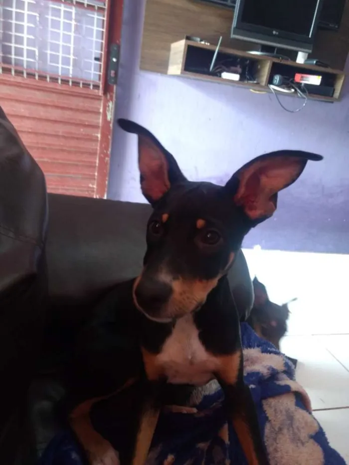 Cachorro ra a SRD idade 2 a 6 meses nome Chiquinha