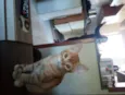 Milu