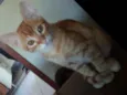 Milu