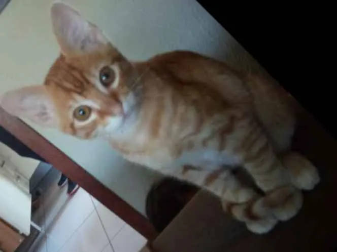 Gato ra a  idade 2 a 6 meses nome Milu