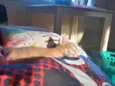 Milu